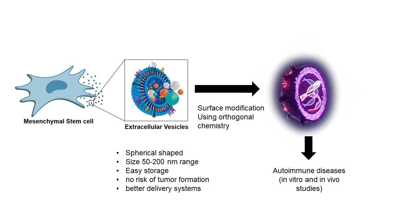 Extracellular vesicles as an immunomodulator (for treatment/cure) in autoimmune diseases
